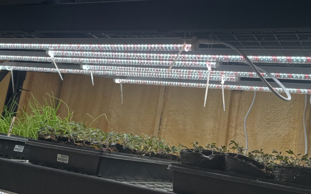 Choosing the Right LED Grow Lights for Educational Programs